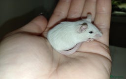 Mouse rodents for sale: Male and female mice ready soon  - Image 7