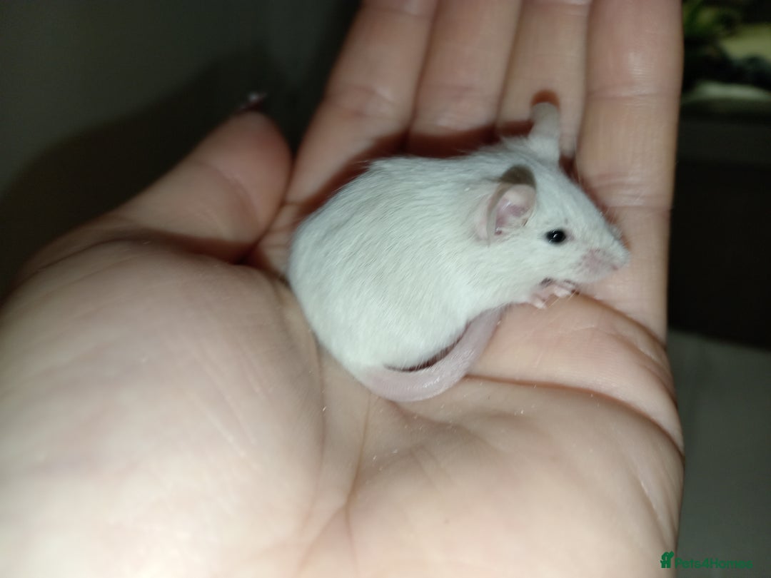 Mouse rodents for sale: Male and female mice ready soon  - Image 7