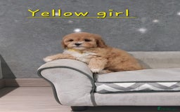 Cavachon dogs for sale: Cavapoochon puppies 🥰 - Image 10