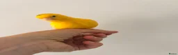 Canaries birds for sale: Adult and hand reared young canaries - Advert 19