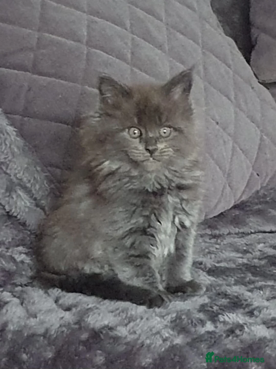 Maine Coon cats for sale: Main coon kittens in Tiverton - Advert 1