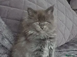 Maine Coon cats Main coon kittens - Advert 4