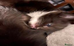 Abyssinian cats for sale: Abyssinian/ ragdoll kittens  - Image 8