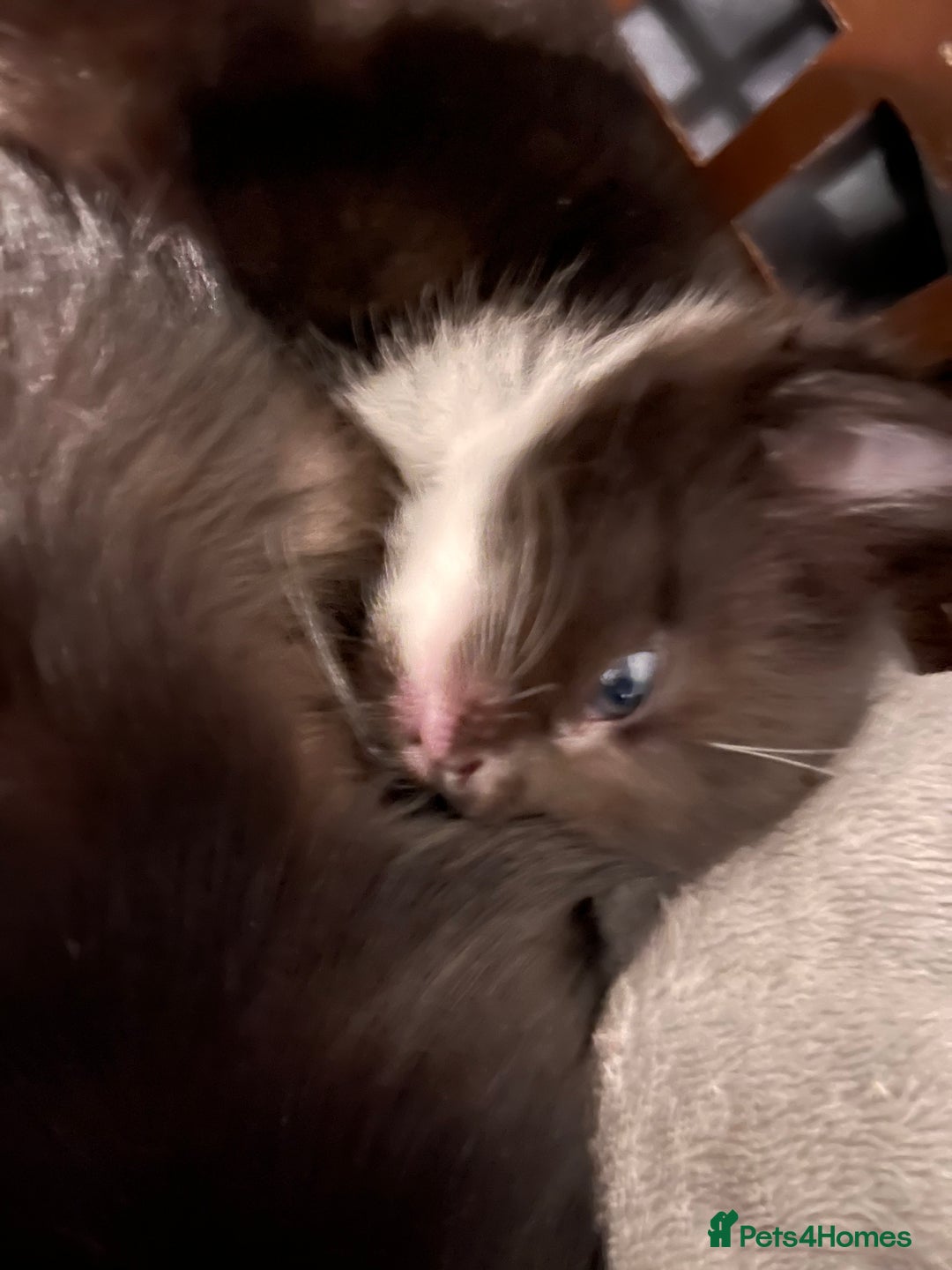 Abyssinian cats for sale: Abyssinian/ ragdoll kittens  - Image 8