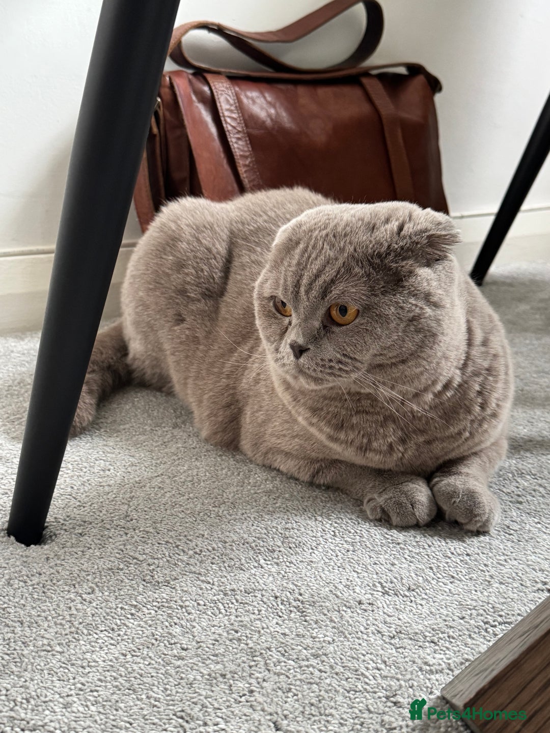 Scottish Fold cats for sale: Cross breed BSH and Scottish fold - Advert 6