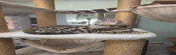 Bengal cats for sale: TICA REGISTERED BROWN ROSETTED BENGAL KITTENS  - Advert 35