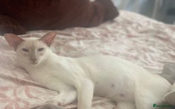 Siamese cats for sale: Last Siamese boy  - Image 5