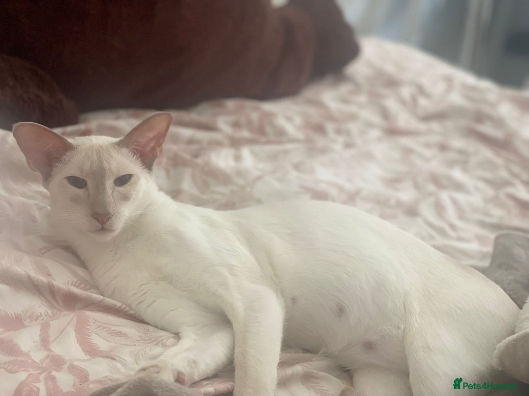 Siamese cats for sale: Last Siamese boy  - Image 5