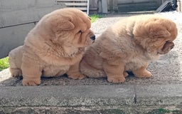 Chow Chow dogs for stud: Kc Red smooth coat for stud  - Image 8