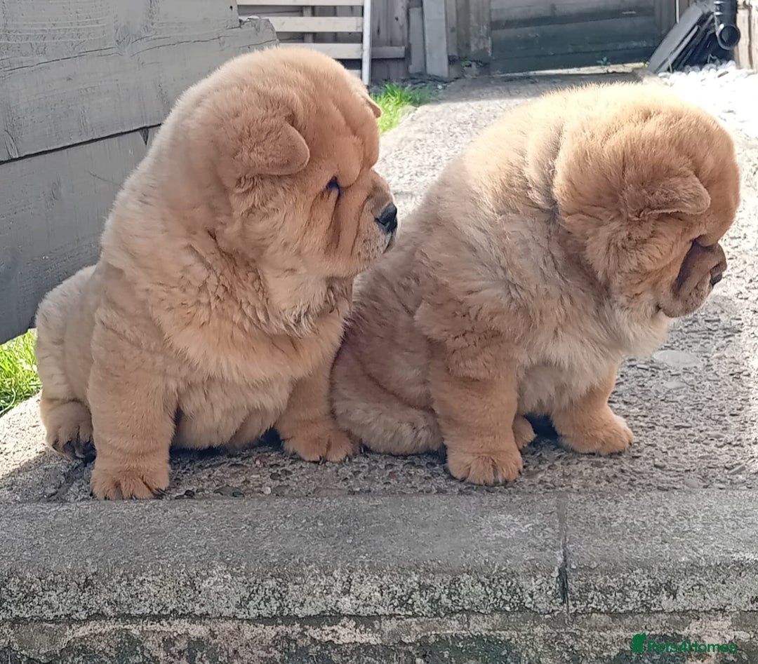 Chow Chow dogs for stud: Kc Red smooth coat for stud  - Image 8