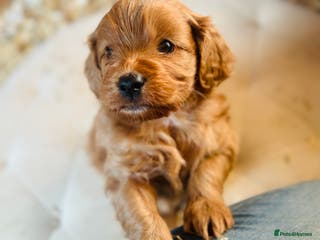 Mixed Breed dogs What beautiful puppies these are ❤️ - Advert 1