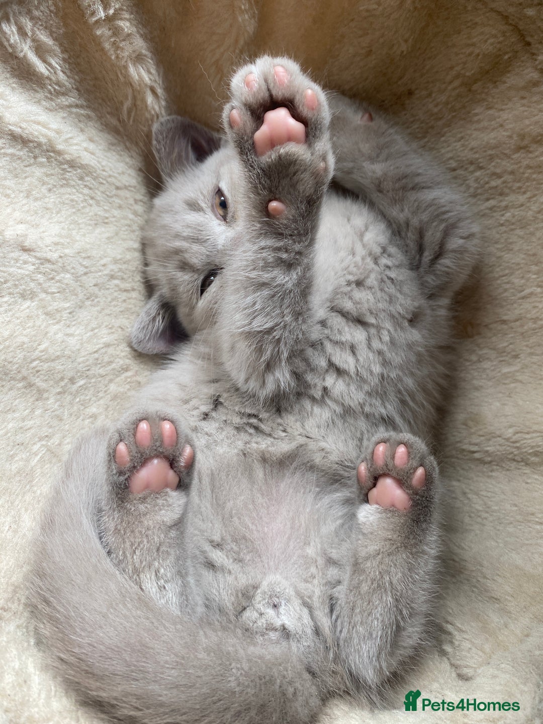 British Shorthair cats for sale: 🐾 TOP QUALLITY LILAC BSH reg GCCF purebred 🐾 - Image 25