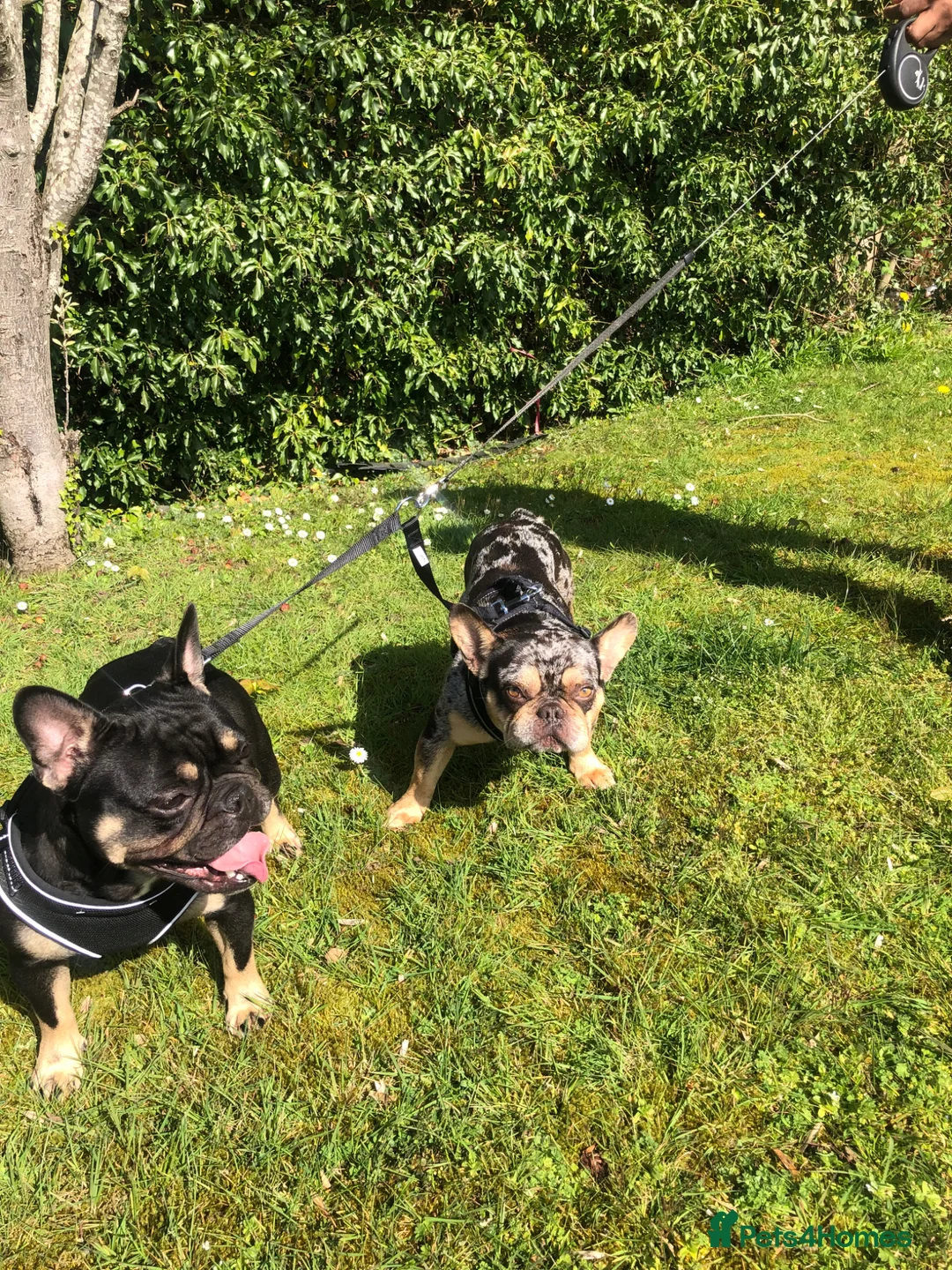 French Bulldog dogs for sale: FRANKIE  - Advert 4