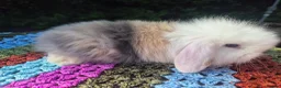 Angora rabbits for sale: 💜STUNNING TEDDYWIDDER X MINI LOP BABIES 💜 - Advert 16