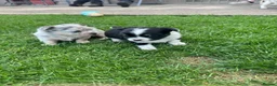 Chihuahua dogs for sale: Gorgeous Chihuahua Puppies – 1 Boy & 1 Girl  - Advert 3