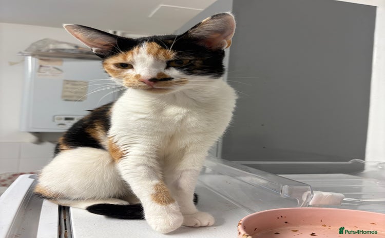 Mixed Breed cats - Advert 16