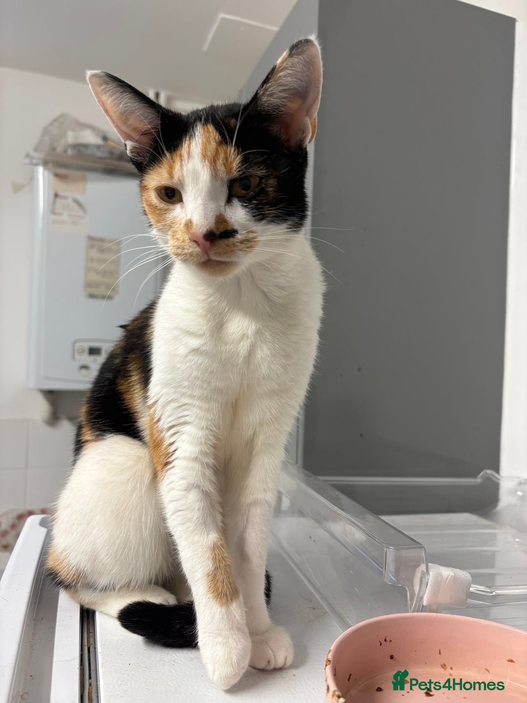 Mixed Breed cats for sale: 1 year old splat  - Image 1