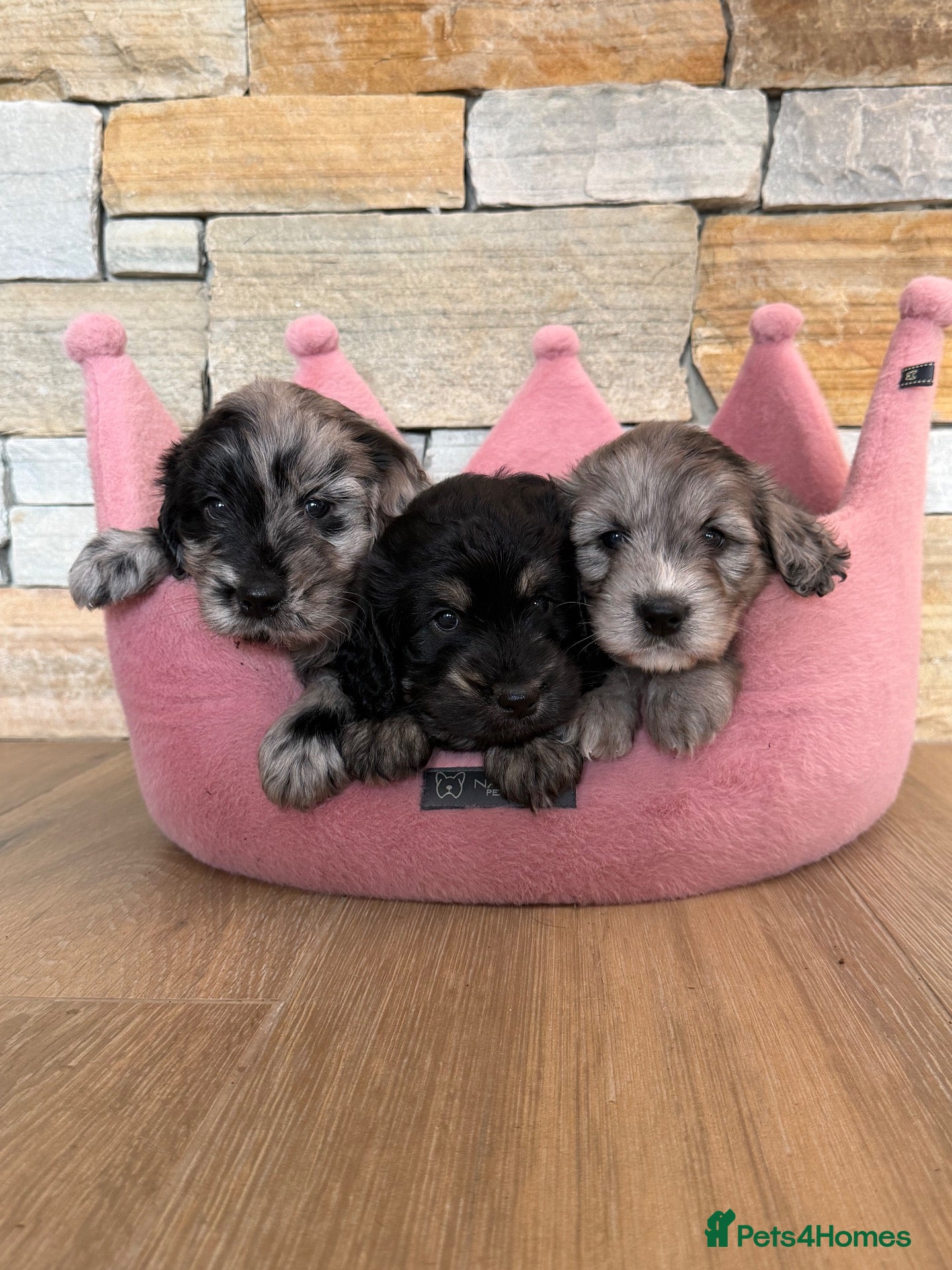 Mini Goldendoodle dogs 😍 Rare F1 Miniature Goldendoodles! 😍 - Advert 1