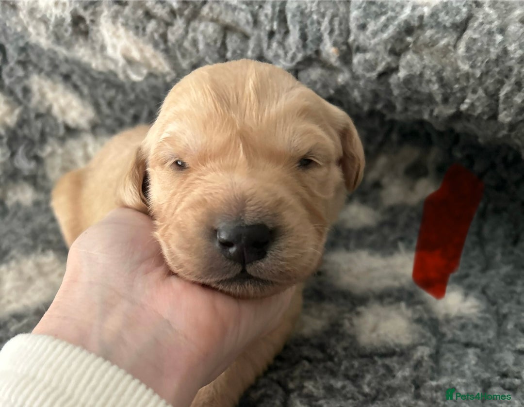 Golden Retriever dogs for sale: Remarkable Golden Retriever Puppies - Image 10