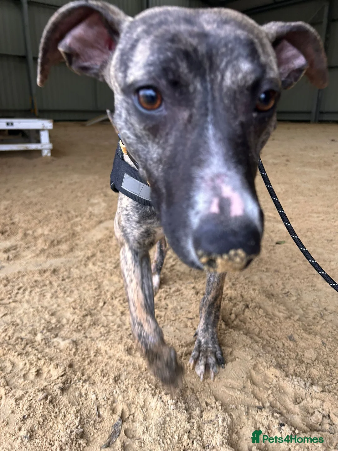 Whippet dogs for adoption: Posie - Advert 2