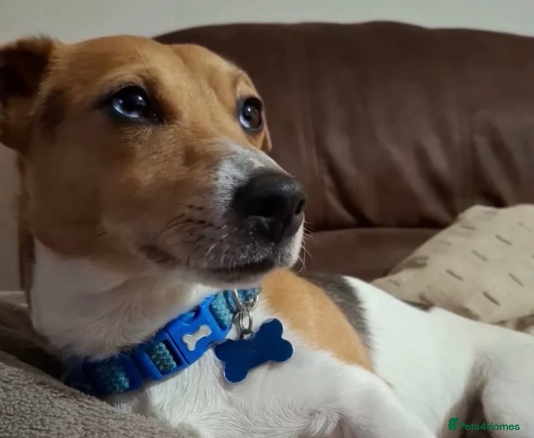 Jack Russell dogs for stud: Proven Jack Russell Stud - Advert 2