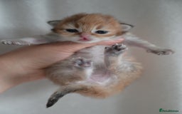 British Shorthair cats for sale: Golden Shaded Kittens WCF & TICA Registered - Image 3