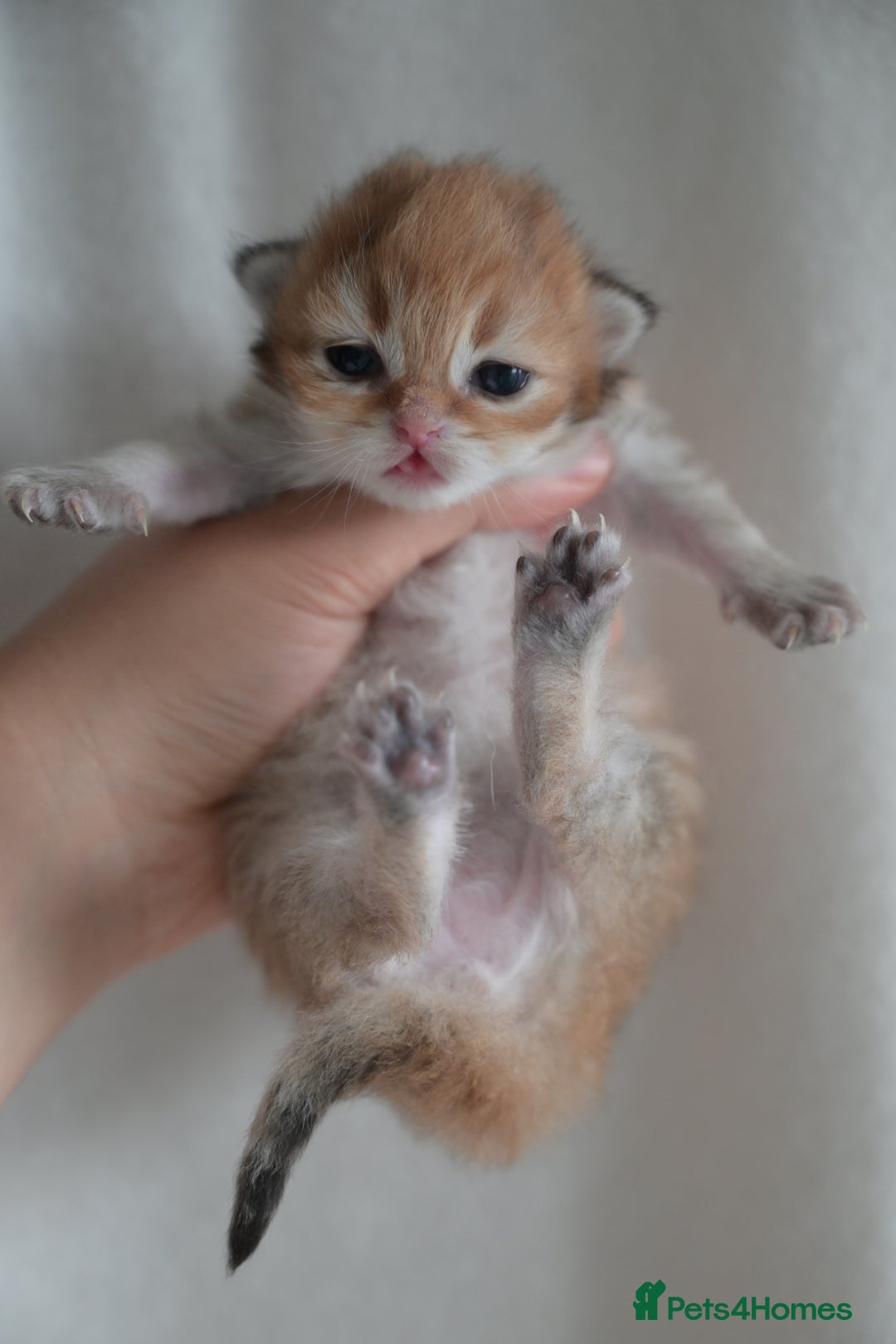 British Shorthair cats for sale: Golden Shaded Kittens WCF & TICA Registered - Image 3