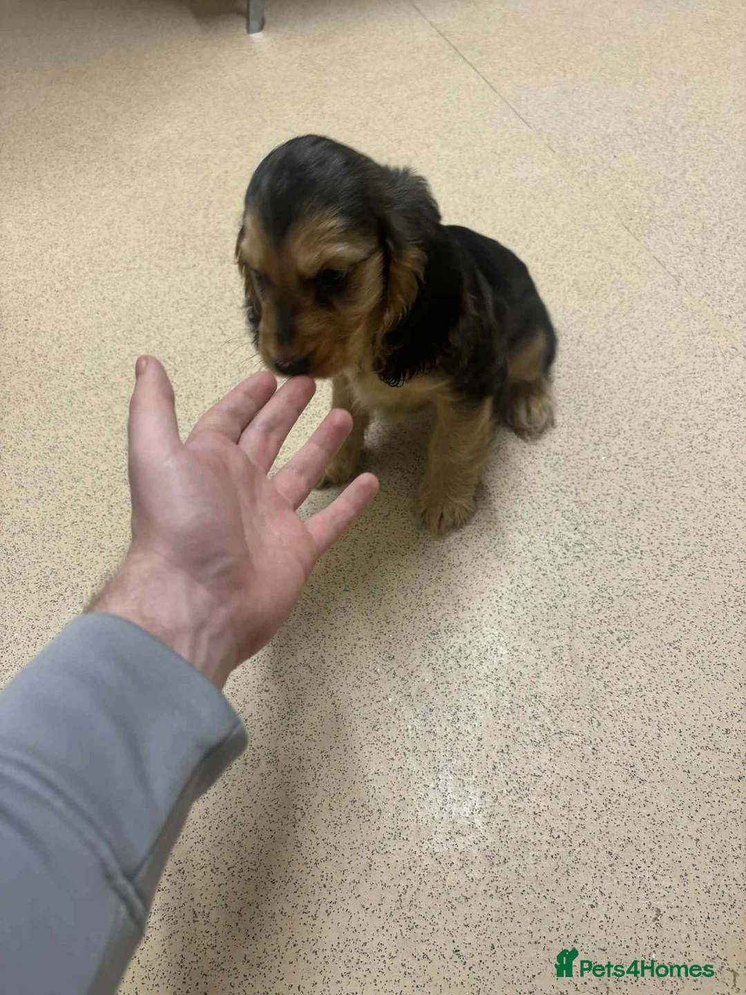 Cocker Spaniel dogs for sale: 2 boys left!!!! - Advert 7