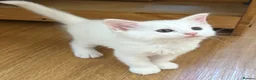 Persian cats for sale: Half Persian kittens  - Advert 5