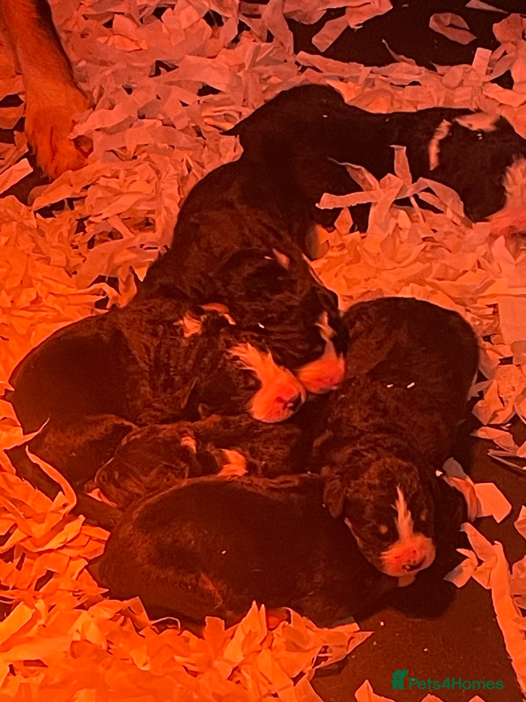 Bernese Mountain Dog dogs for sale: Beutiful girls and boys available  - Image 12