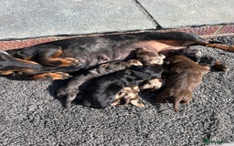 Dachshund dogs for sale: Dachshund puppies for sale - Image 5