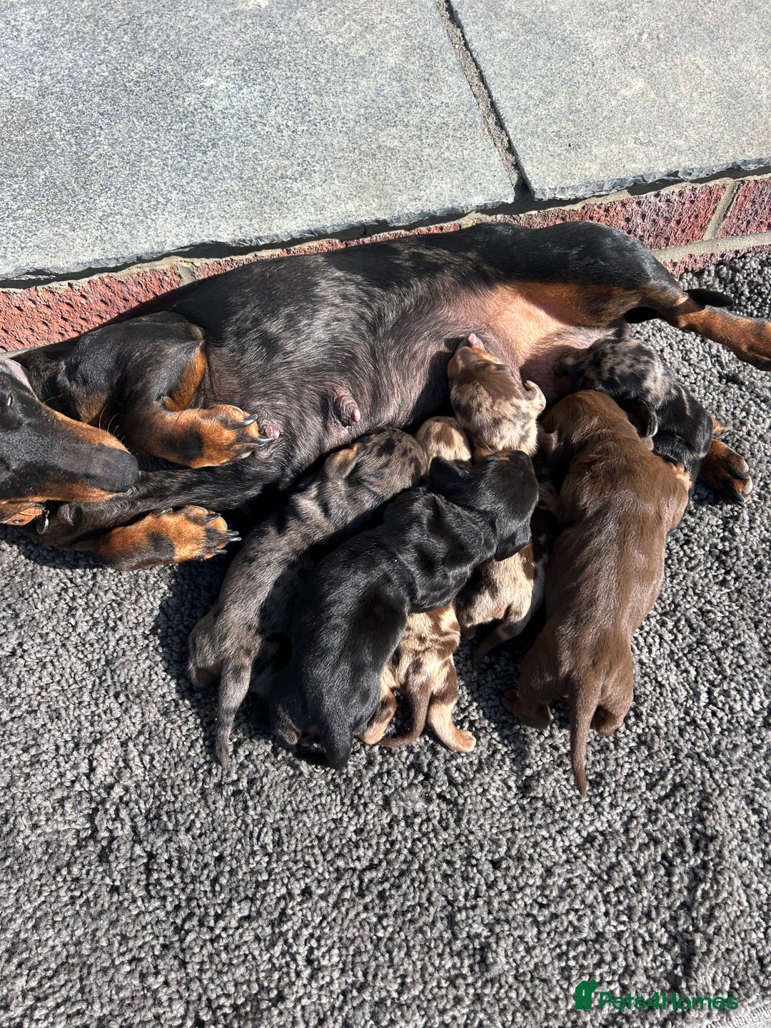Dachshund dogs for sale: Dachshund puppies for sale - Image 5