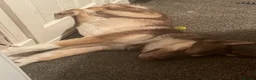 Huskita dogs for sale: Gorgeous and energetic huskita male puppy for sale in Blairgowrie - Advert 10