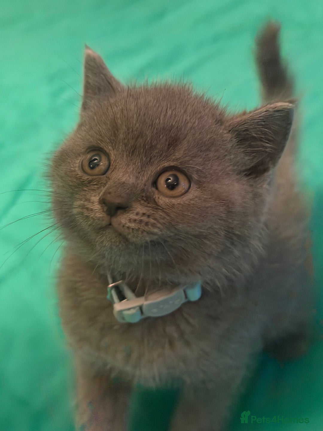 Scottish Fold cats for sale: Scottish fold kittens - Advert 32