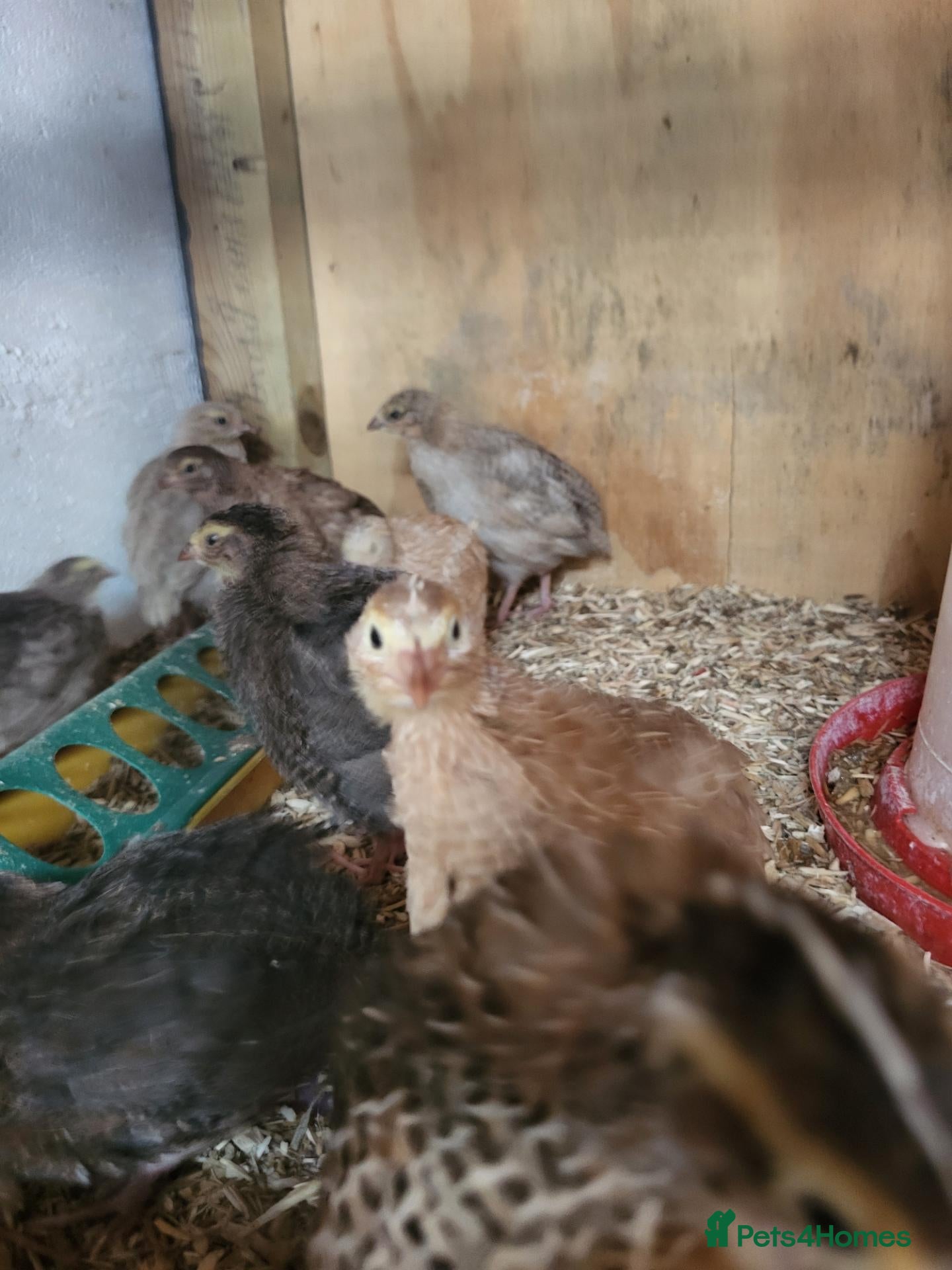 Quail poultry Three week old jumbo quail chicks.  - Advert 14