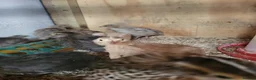 Quail poultry for sale: 6 week old sexed jumbo quail. - Advert 1