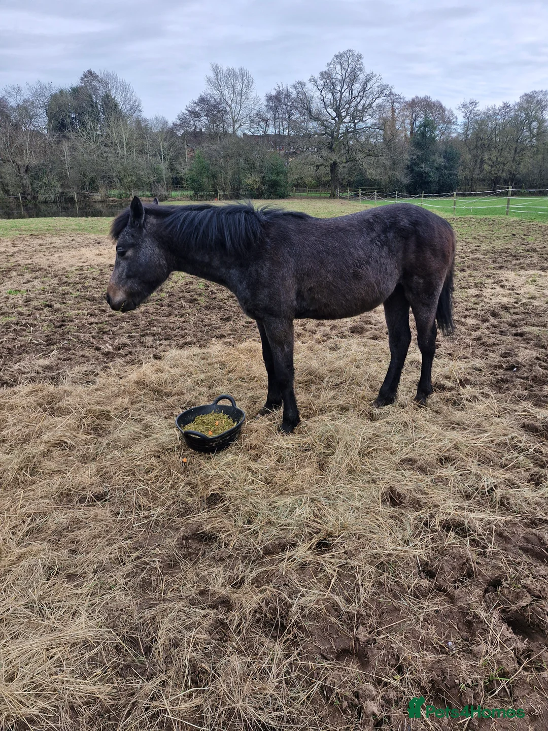 Connemara horses for sale: Class 1 Connemara filly - Advert 3