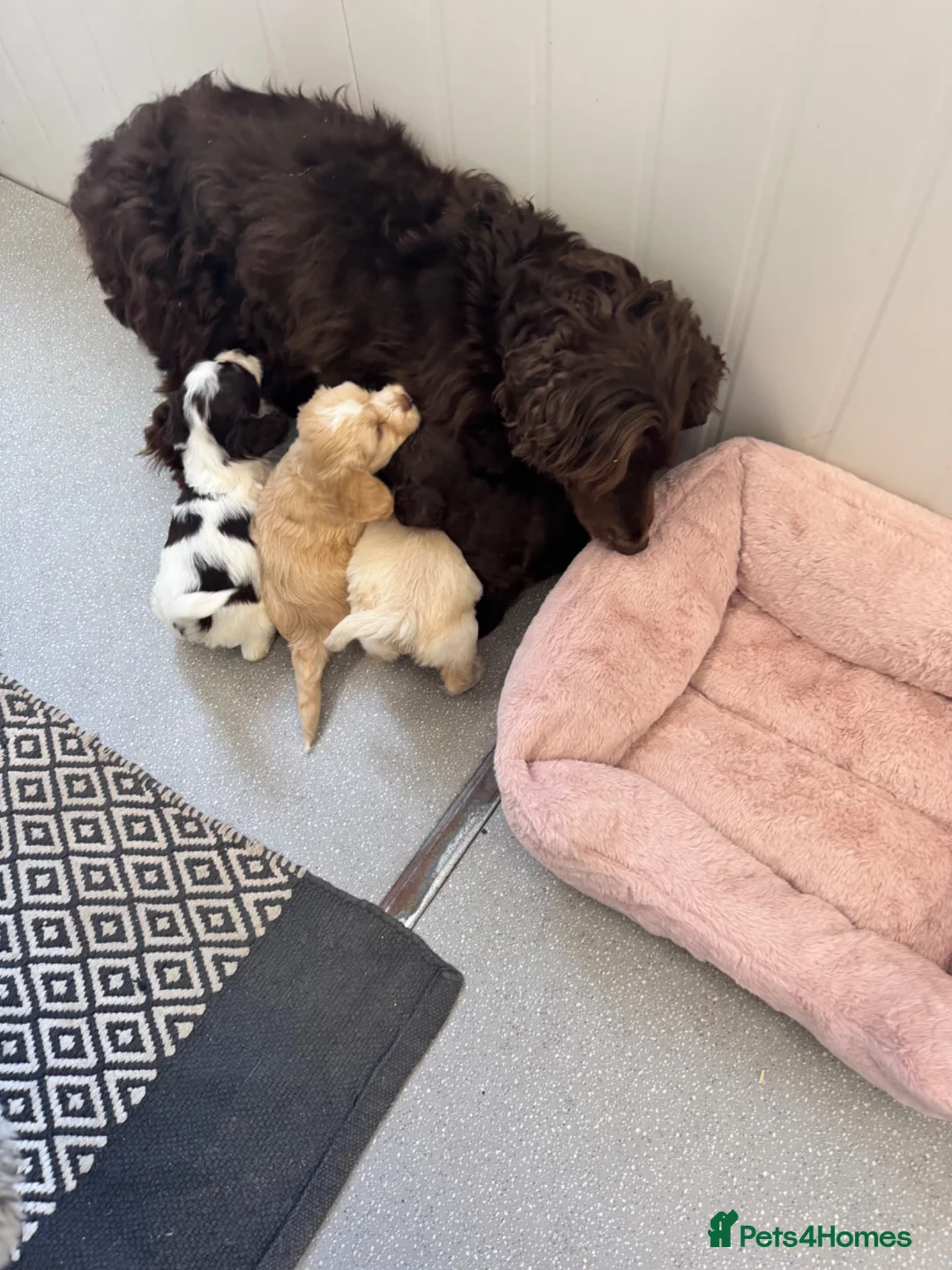 Cockapoo dogs for sale: F1 cockapoo puppies  - Advert 2