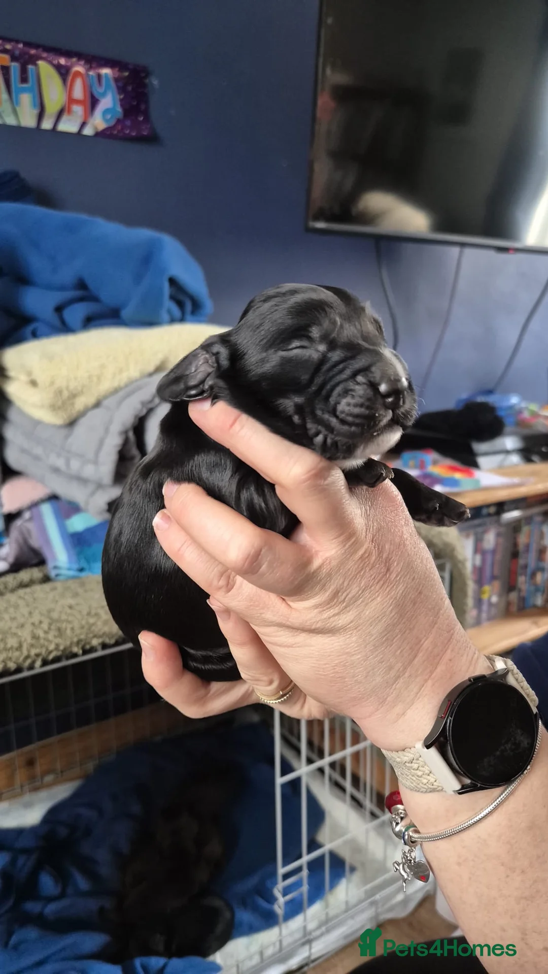 Cocker Spaniel dogs for sale: Cocker Spaniel - Advert 6