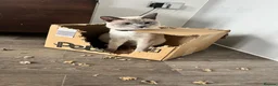 Snowshoe cats for sale: Snowshoe kitten  Looking for a Loving Home - Advert 7