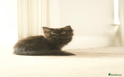 British Longhair cats for sale: Ready To Go This Weekend! 3 Sweet Little Kittens - Image 2