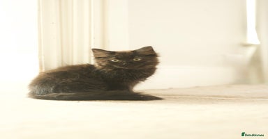 British Longhair cats - Advert 15
