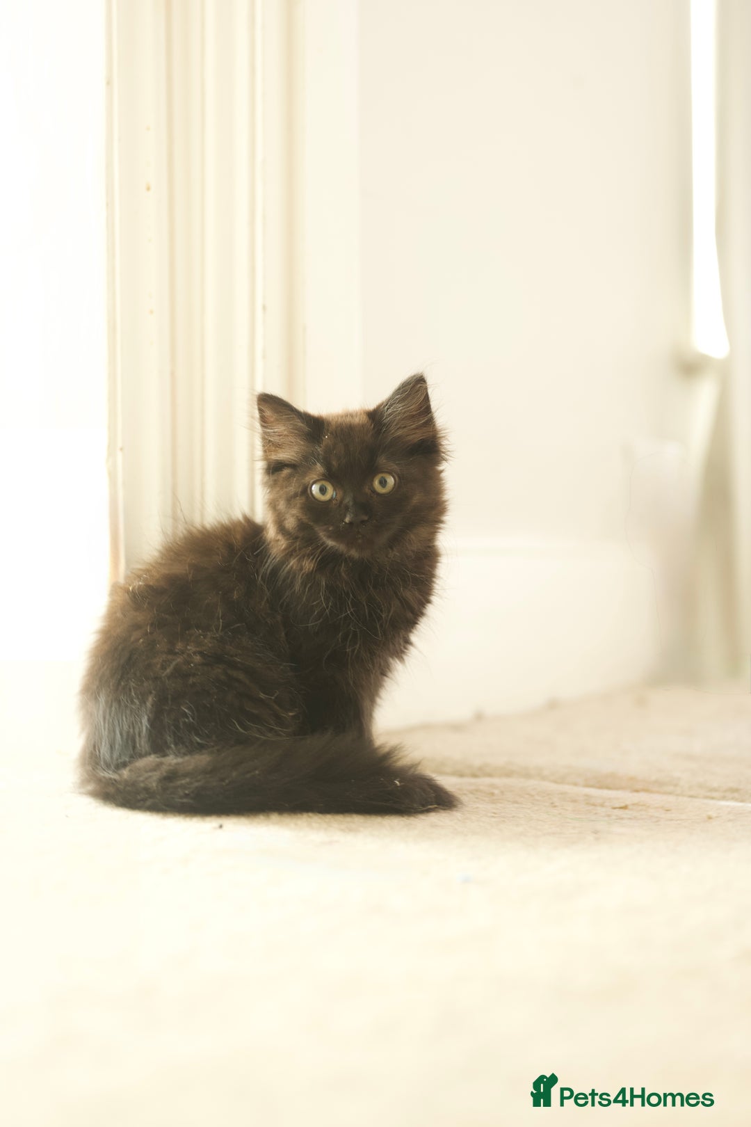British Longhair cats for sale: Ready To Go This Weekend! 3 Sweet Little Kittens - Image 2
