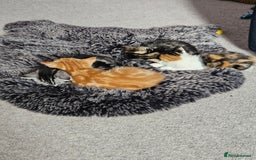 Mixed Breed cats for sale: Chinchilla Persian cross kittens  - Image 5