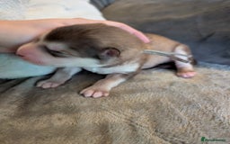 Alaskan Malamute dogs for sale: KC Alaskan malamute puppies champion lines - Image 25