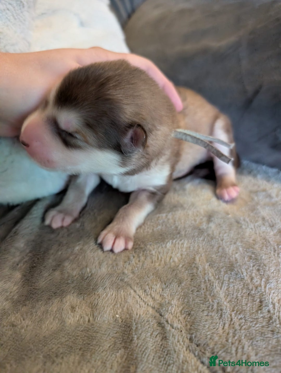 Alaskan Malamute dogs for sale: KC Alaskan malamute puppies champion lines - Image 25