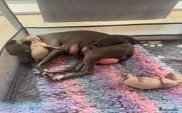 Italian Greyhound dogs for sale: Stunning Tiny Cream Boy  - Image 12