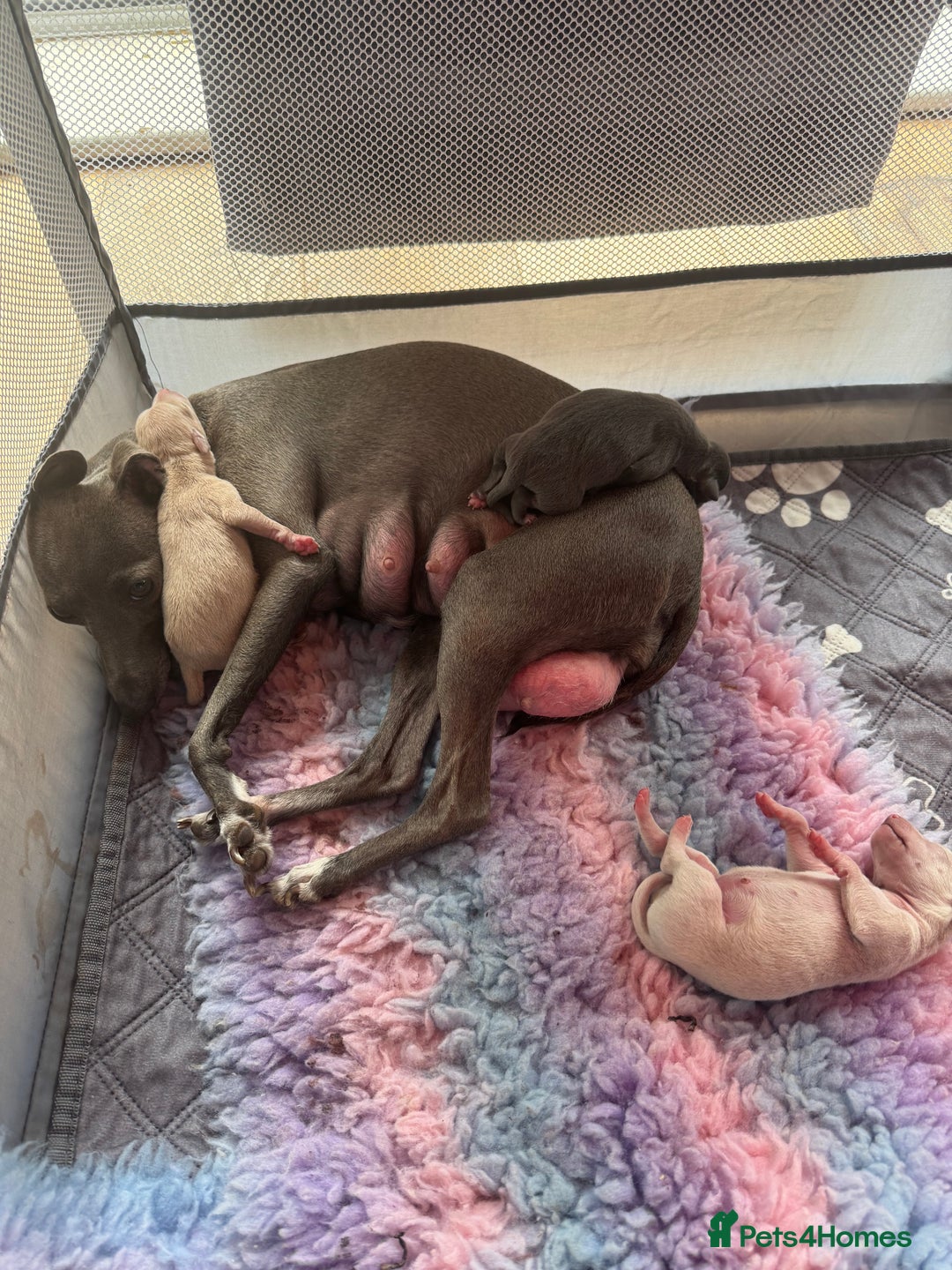 Italian Greyhound dogs for sale: Stunning Tiny Cream Boy  - Image 12