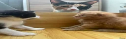 Mixed Breed cats for sale: 5 kittens  in Harlow - Advert 15