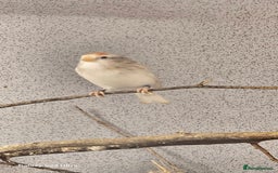 Finches birds for sale: Redpoll finches - Image 4